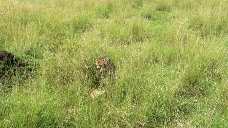 cheetah under scavengers alert eating antelope prey in wildness of africa