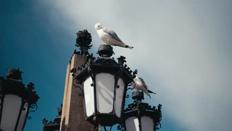 slow motion seagull on top of a lamppost