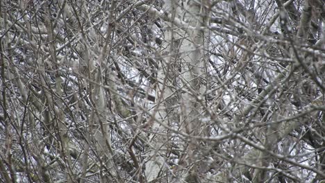 Snowing-over-tree-branches,-cold-weather-close-to-the-holidays