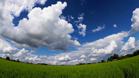 wide angle view of a rice paddy under a cloudy sky