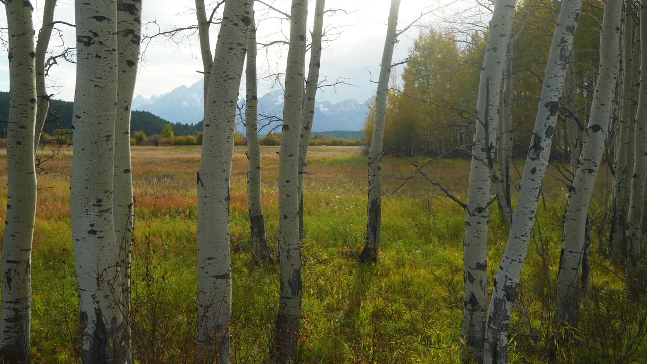 jackson lake golden fall yellow aspen tree groove grand teton peaks parque nacional en el fondo yellowstone entrada de hierba alta jackson hole wyoming sun flare diapositiva cinematográfica lentamente a la izquierda movimiento