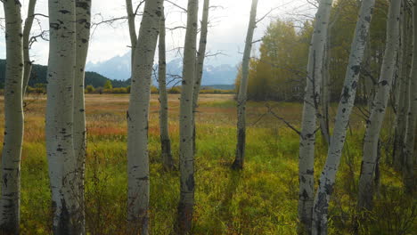 Jackson-Lake-golden-fall-yellow-Aspen-tree-groove-Grand-Teton-peaks-National-Park-in-background-Yellowstone-entrance-tall-grass-Jackson-Hole-Wyoming-sun-flare-cinematic-slide-slowly-left-motion