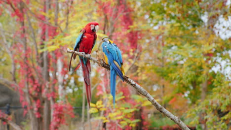 loros rojos y azules en una rama