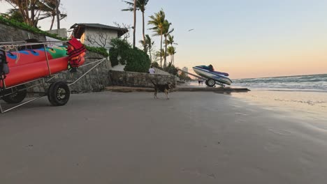 a dog explores a tranquil beach at sunset.