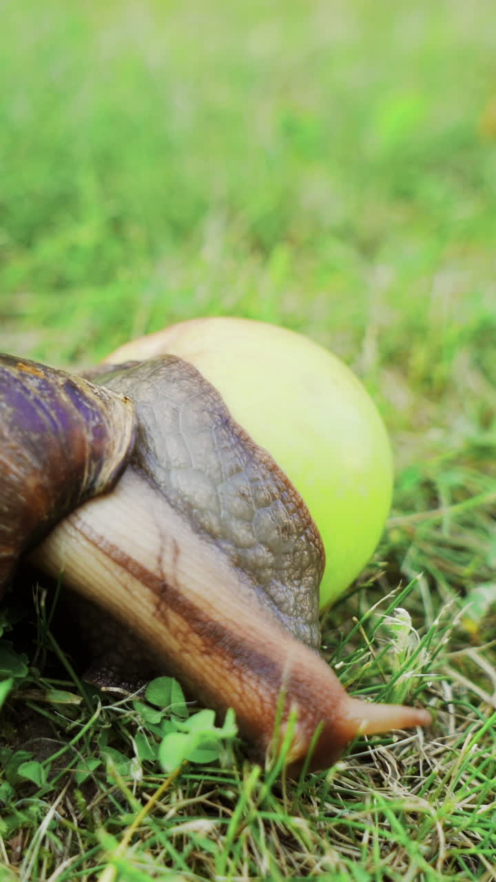 Large snail crawling in the garden. African snail Achatina is the largest land mollusk Vertical video