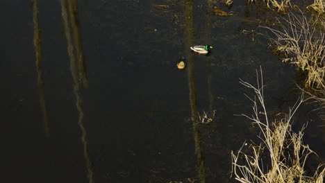 Two-ducks-swimming-in-a-calm-pond-with-forest-reflections,-serene-nature-scene,-aerial-view