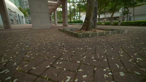 Tiro-Bajo-De-Flores-Blancas-Cayendo-Sobre-El-Pavimento-De-Un-Jardín-De-Apartamentos-En-Hong-Kong,-China