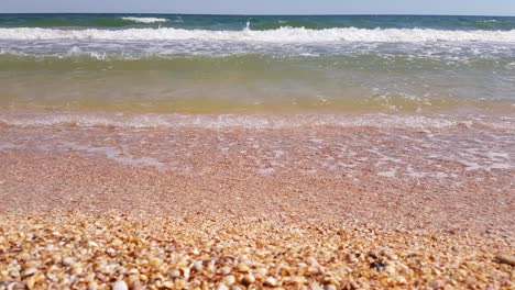 seashells on sand beach with sea waves, close up