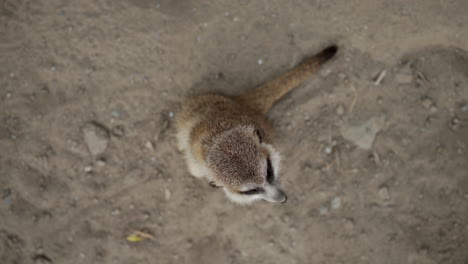 zoo animals - top view of cute meerkat standing on a dusty ground turning head observing around then quickly running away from the camera - high-angle shot