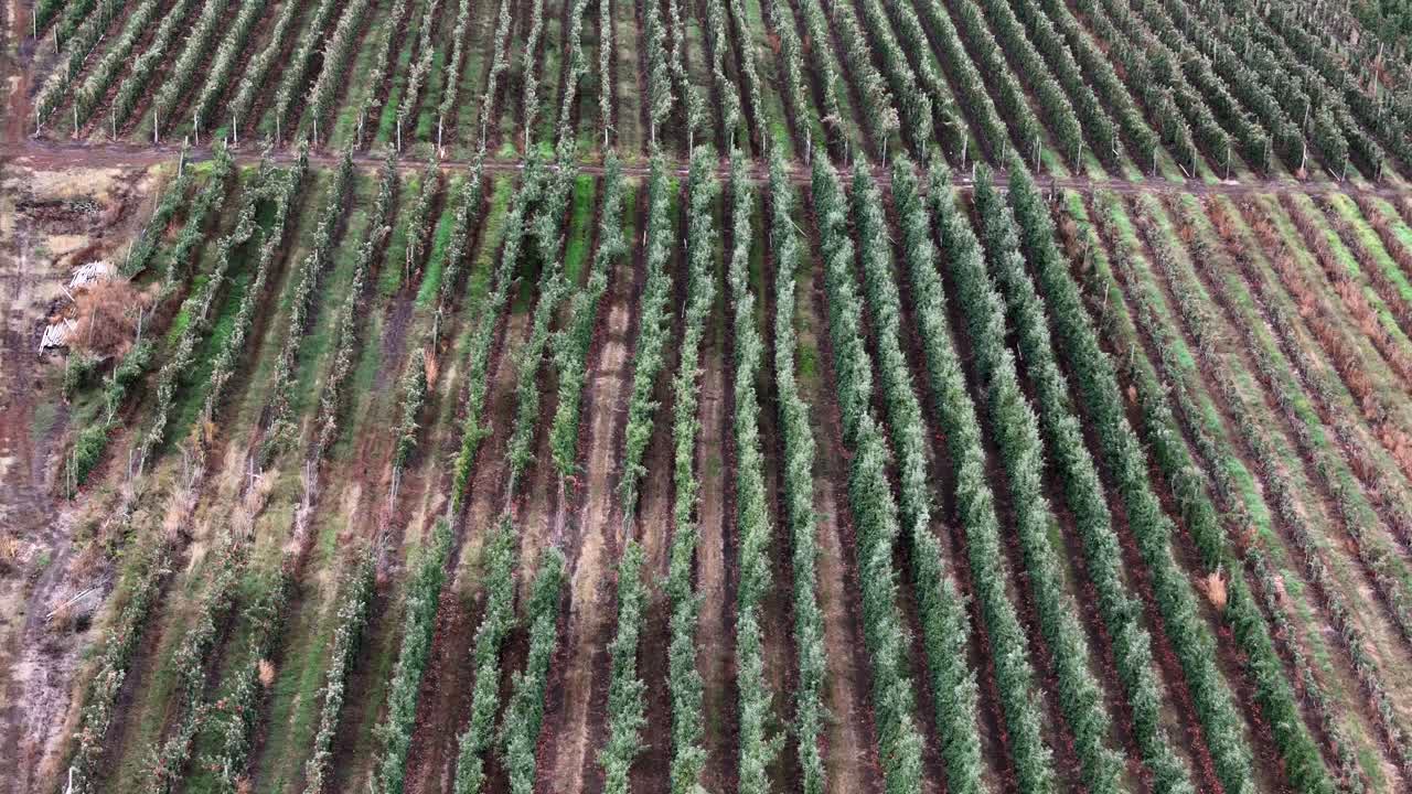 British Columbia Okanagan Orchard Serenity: A Bird's-Eye View of Rows of Apple Trees