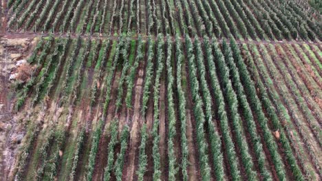 British-Columbia-Okanagan-Orchard-Serenity:-A-Bird's-Eye-View-of-Rows-of-Apple-Trees