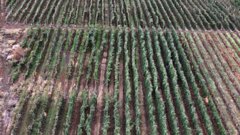 okanagan orchard serenity: una vista de pájaro de las filas de manzanos