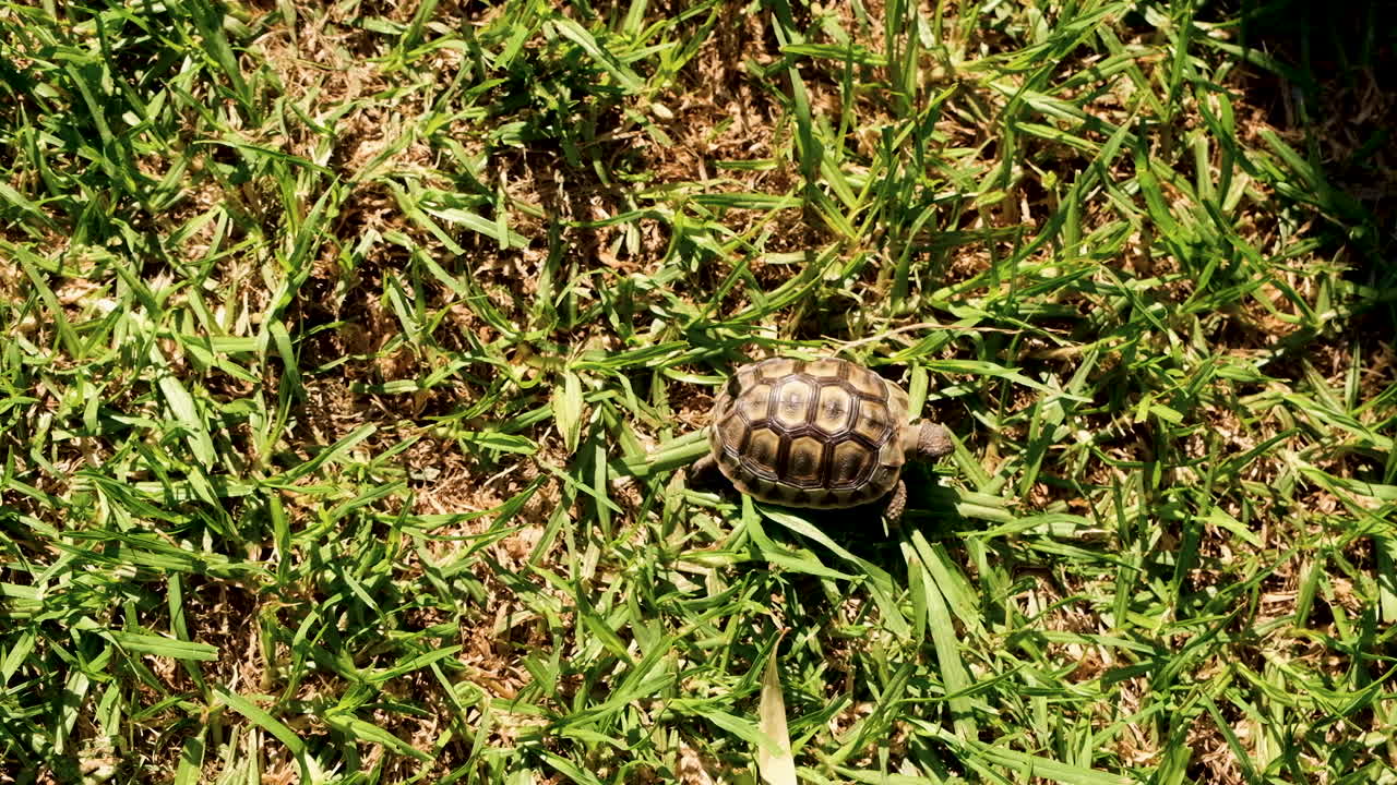 Tiny tortoise struggling through grass, top-down view