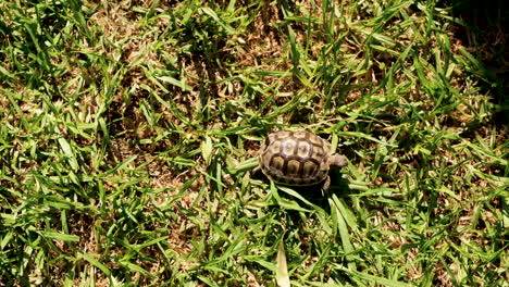 tiny tortoise struggling through grass, top-down view