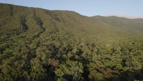 árboles verdes en el bosque iluminado por el sol en un día soleado de verano en el norte de queensland, australia