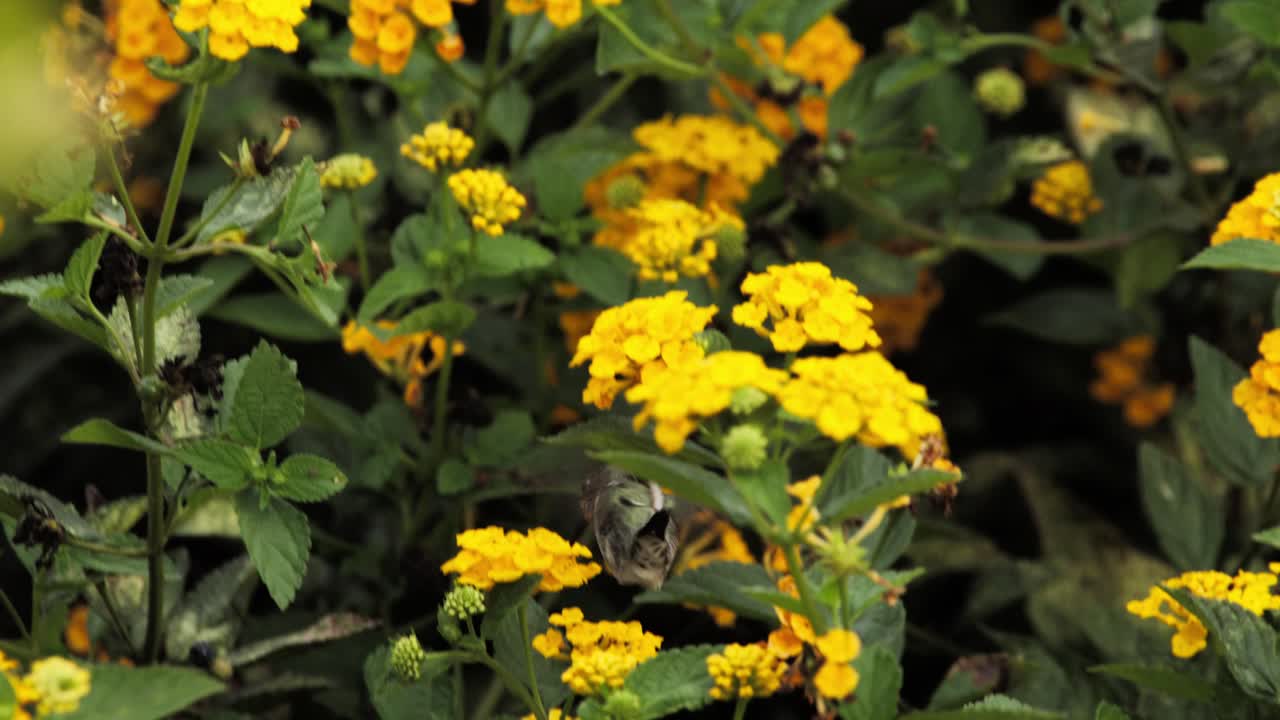 Rare footage of an endemic Peruvian Sheartail male in its habitat. The bird hovers and feeds on yellow blooms, framed by blurred vegetation for a natural, dreamy aesthetic