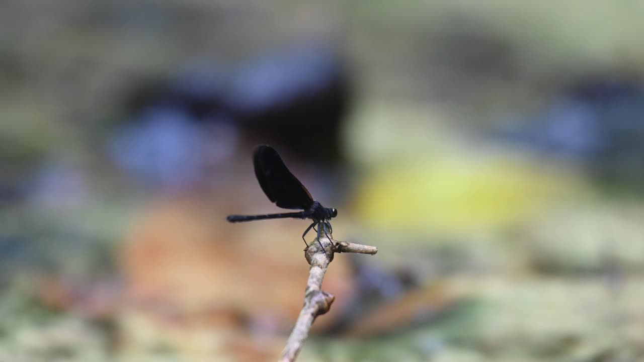 A tiny single twig in the middle of a small stream in the jungle, and a lone black damselfly flying in from the right side of the frame to perch on it.