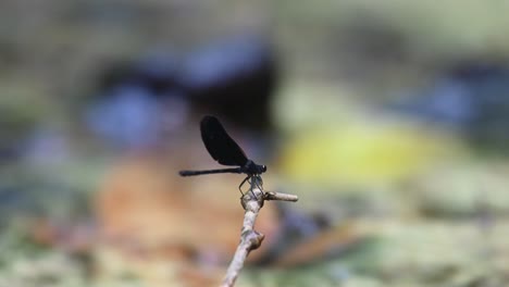 a tiny single twig in the middle of a small stream in the jungle, and a lone black damselfly flying in from the right side of the frame to perch on it.