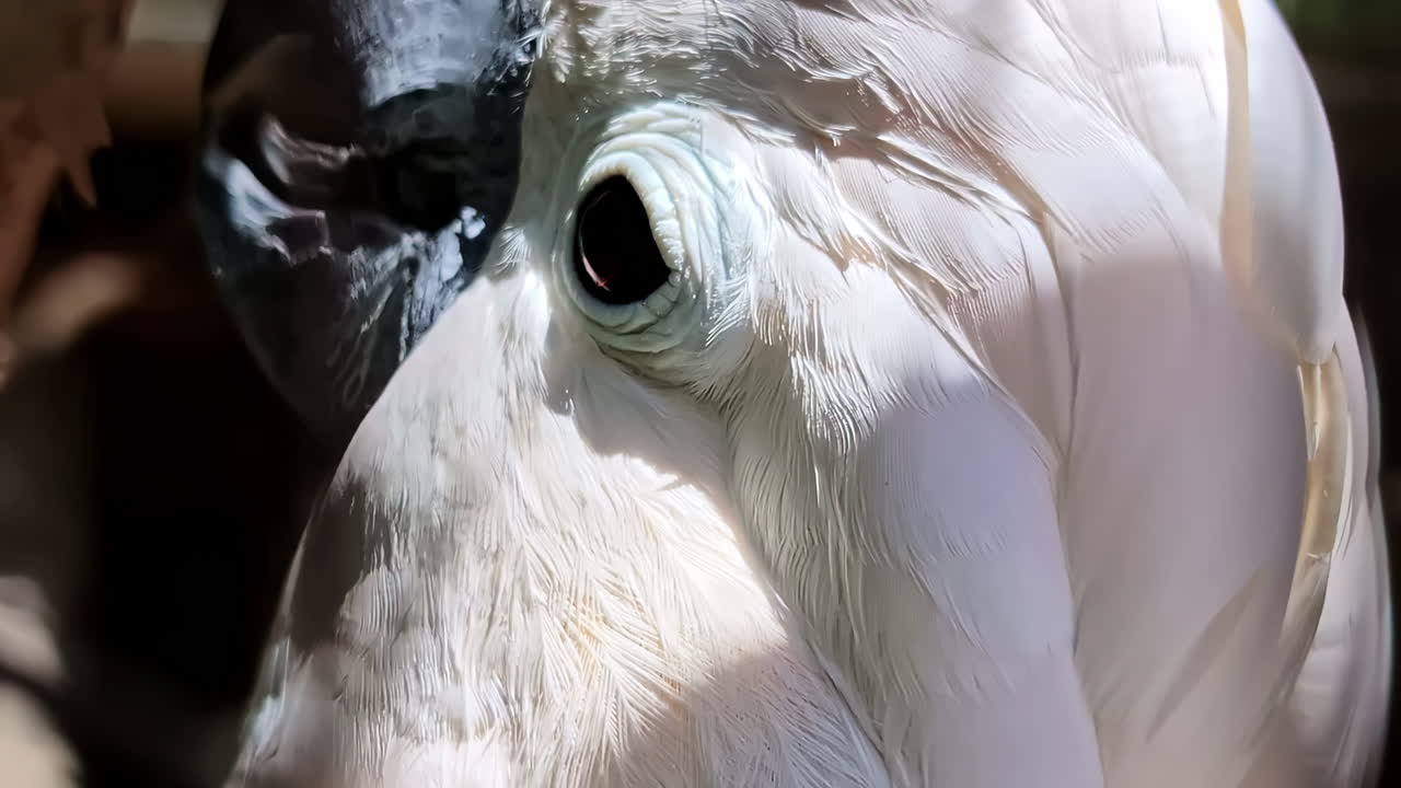 cabeza de cacahuete de cresta de salmón en cautiverio en jaula de pájaros