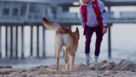 a-woman-dog-handler-trains-and-plays-with-her-running-lovely-pet-animal-shepherd-dog-on-the-beach,-slowmotion-cinematic-style