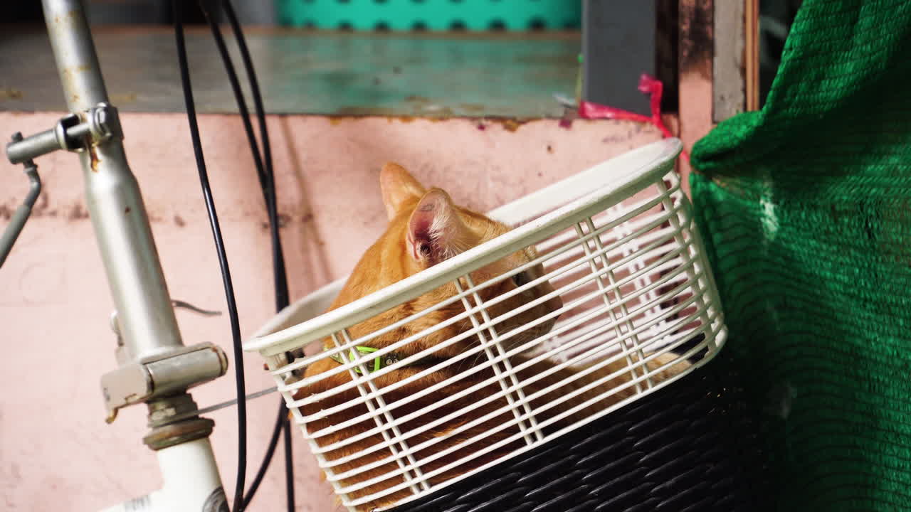 Cat Licking Its Fur While Lying Inside The Basket On The Bicycle