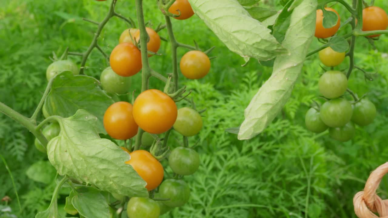 Close up slider tracking shot of sun gold cherry tomatoes on the vine. Camera pans and tilts as tomatoes pass by. Foliage can be seen in backgrournd.