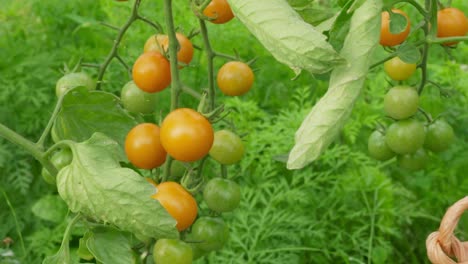 close up slider tracking shot of sun gold cherry tomatoes on the vine. camera pans and tilts as tomatoes pass by. foliage can be seen in backgrournd.