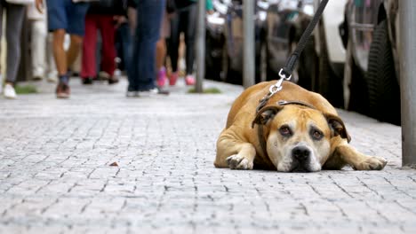 crowd of indifferent people on the street pass by sad, tied faithful dog