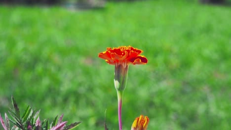 Ringelblumen-Haben-Eine-Schöne-Leuchtend-Orange-Farbe,-Die-Ihren-Garten-Erhellen-Wird