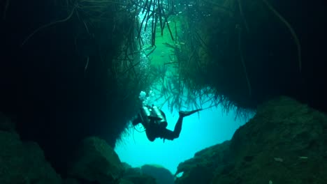 divers below mangrove trees