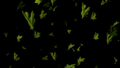 hojas verdes frescas cayendo sobre un fondo negro, animación en bucle