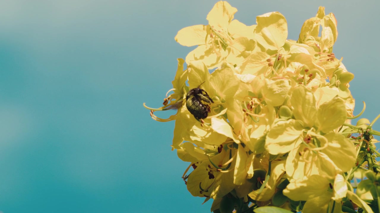 Bold black carpenter bee pollinates yellow flowers in extreme slow motion macro; nature reels, garden marketing, pollinator and biodiversity messaging.