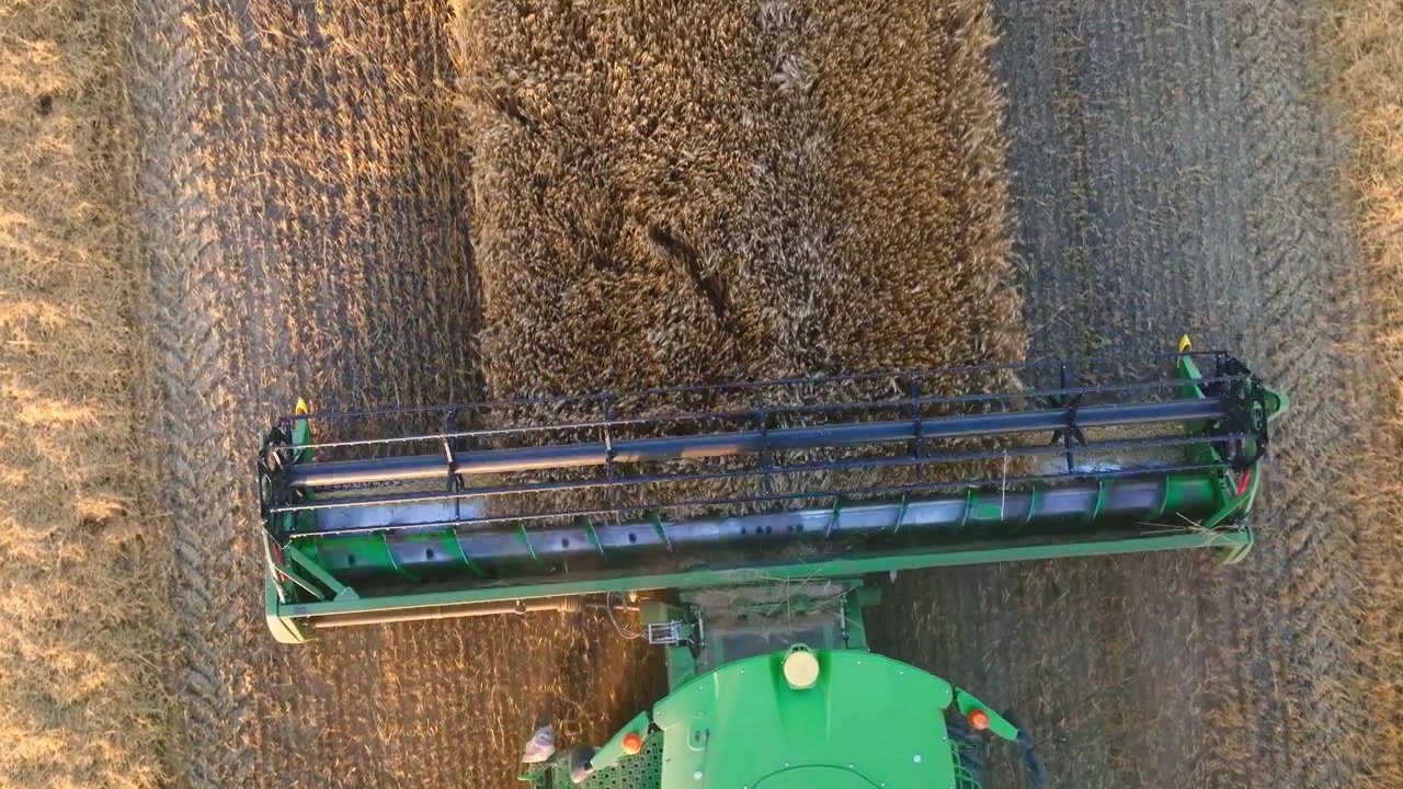 Combine Harvester Working in Wheat Field at Sunset