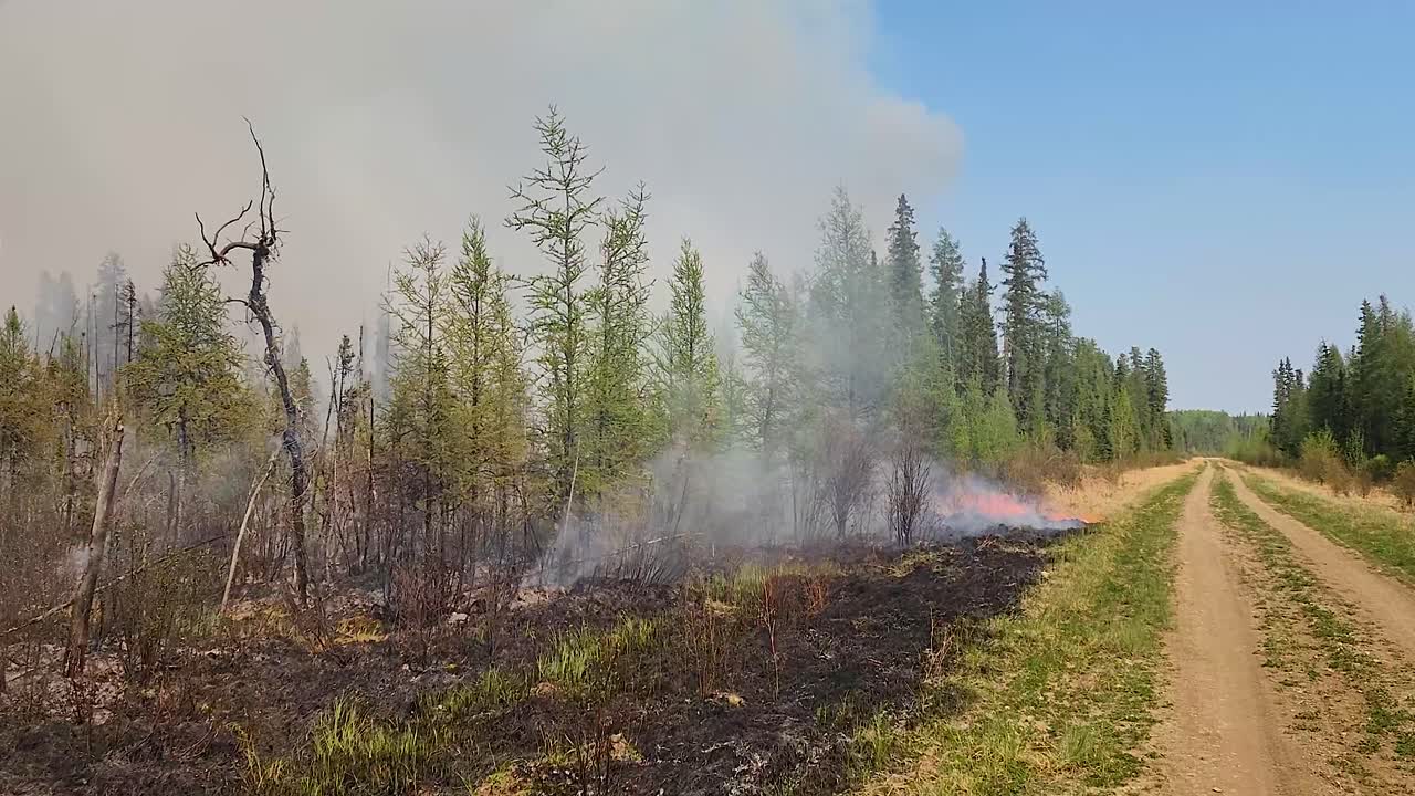 cobertura de hierbas ardientes, arbustos y árboles dentro de un incendio forestal canadiense desde una carretera de tierra