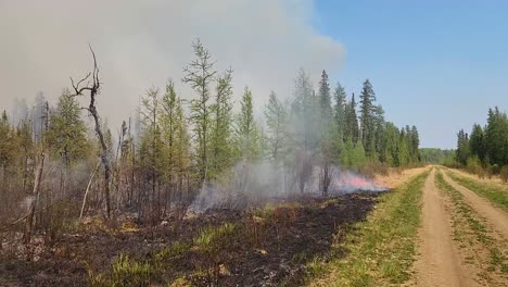 coverage of burning grasses, brush and trees within a canadian wildfire from a dirt roadway