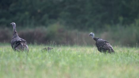 Eine-Familie-Wilder-Truthähne,-Die-Nach-Einem-Regen-Am-Frühen-Morgen-Insekten-Auf-Einer-Wiese-Essen