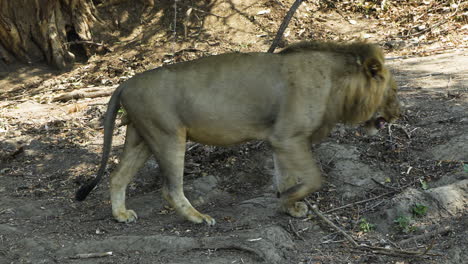 majestic asiatic lion in its natural habitat