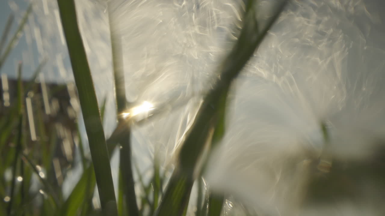 Watering Grass in Sunlight