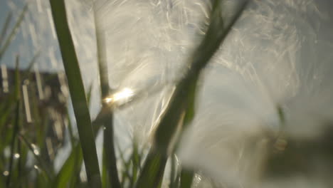 watering grass in sunlight