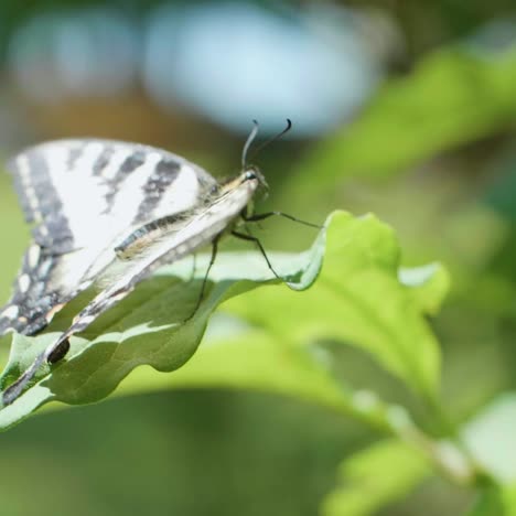 Slow-motion-close-up-shot-of-a-butterfly-sitting-on-a-leaf-and-then-taking-off