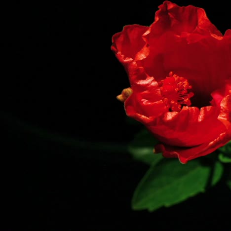 a rose blooms in time lapse