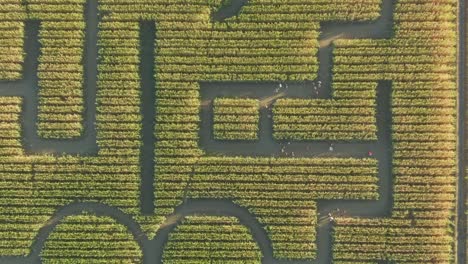 libro guinness de los récords mundiales laberinto de maíz más grande en dixon california vista de arriba hacia abajo drone