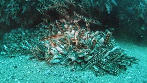 a large school of striped catfish swarm along the bottom of the ocean