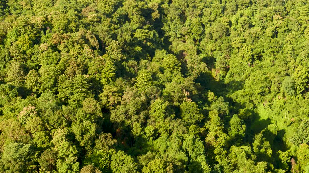 vista aérea bosque árbol verde vista superior naturaleza desde arriba fondo paisaje vegetación silvestre copia espacio. vista superior bosque tropical ecológico medio ambiente. naturaleza bosque tropical selva de hoja perenne