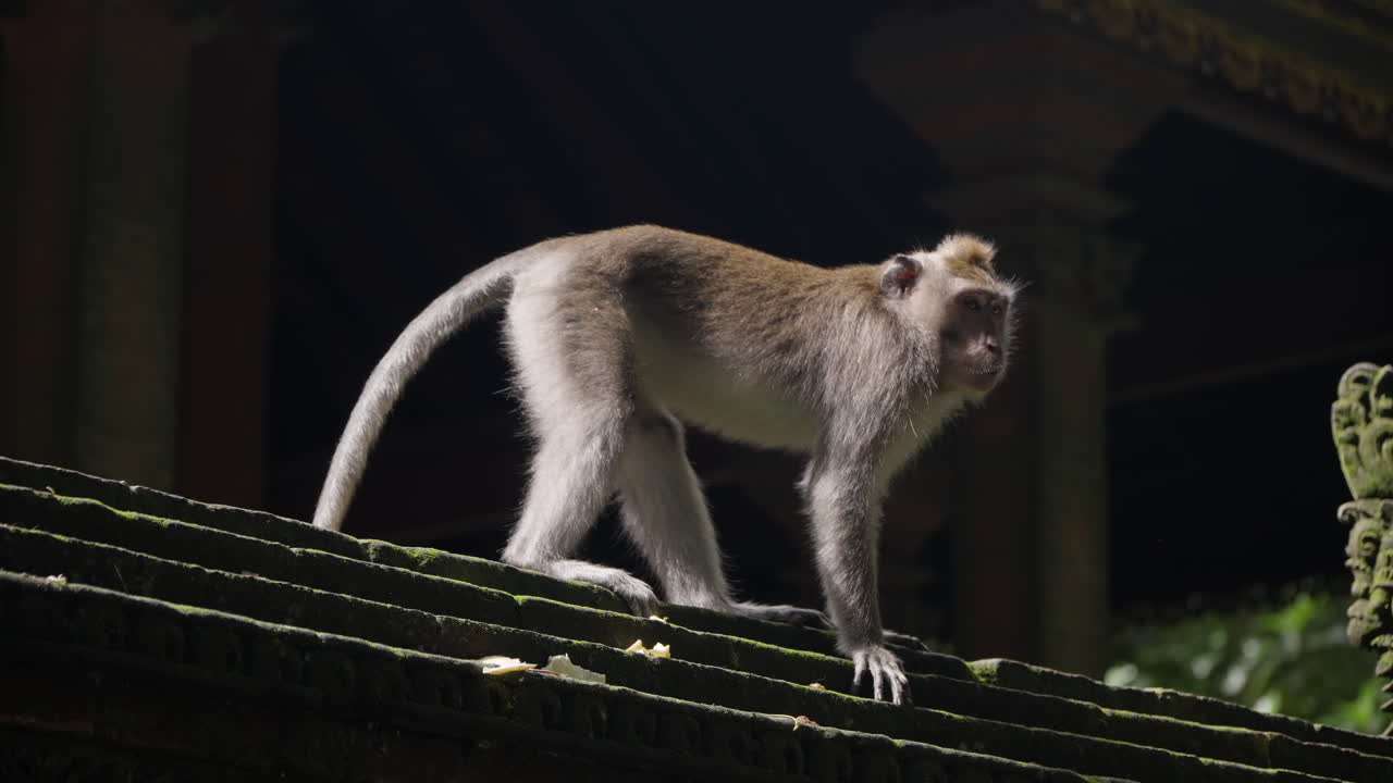 macaco de cola larga caminando sobre el techo de piedra de la estructura en el bosque de monos ubud