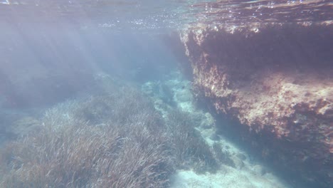 Foca-Monje-Escondida-Bajo-La-Roca-Cerca-De-La-Orilla