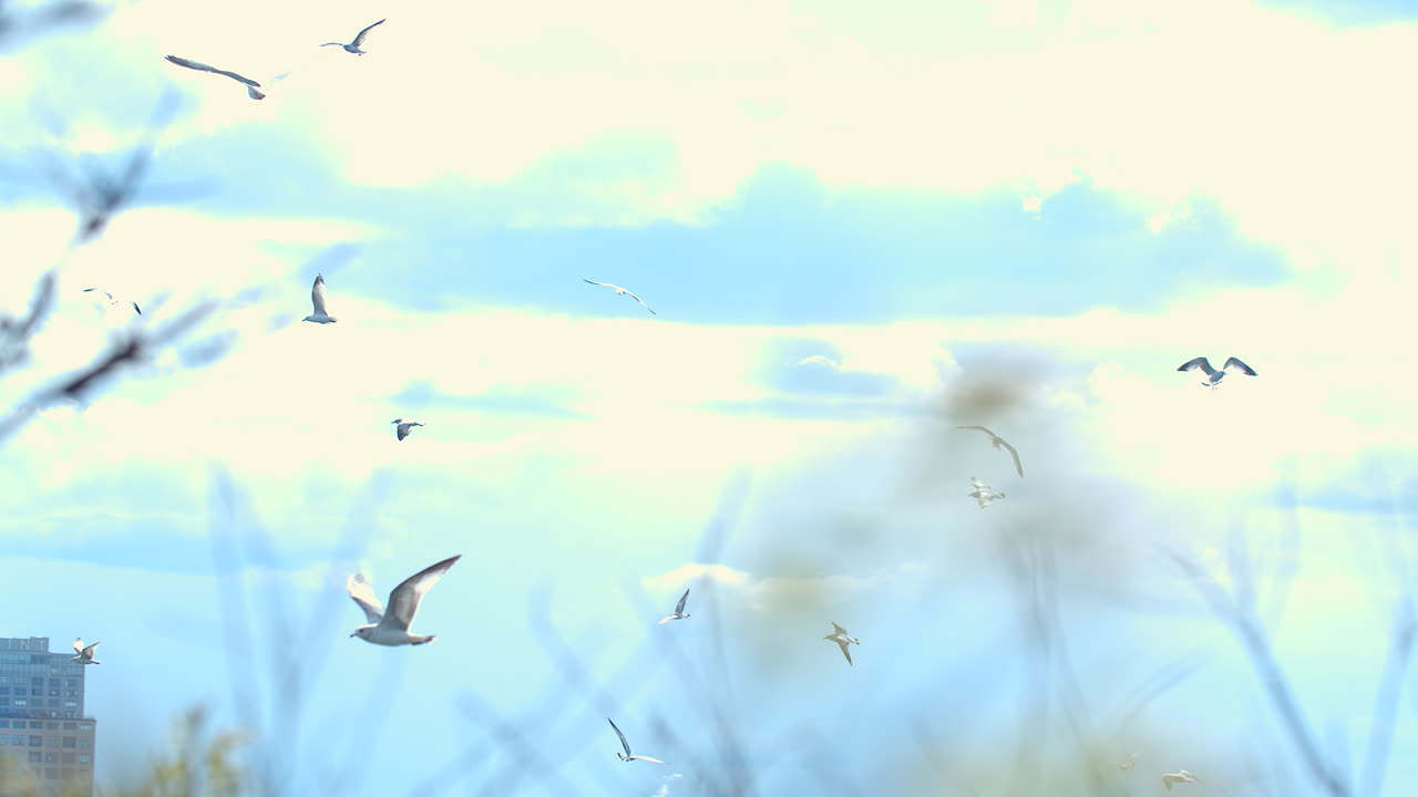 DREAMY CLOUDS WITH BRANCHES IN THE FOREGROUND PLUS SOME BIRD IN THE BACKGROUND WITH PEOPLE IN BACKGROUND FEEDING BIRDS READY FOR SLOW MOTION.