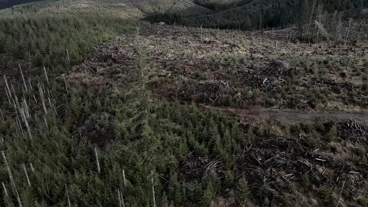 dando vueltas lentamente alrededor de un solitario evergreen dejado como hábitat natural después de la tala y replantación aérea