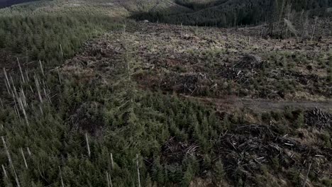 slowly circling a lone evergreen left as natural habitat after clear cutting and replanting, aerial