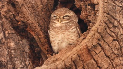 Pequeño-Búho-Durmiendo---Ojos-De-árbol